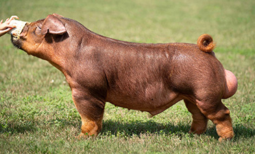 Reflection
Class Winning & High Selling Duroc Boar
2025 STC
