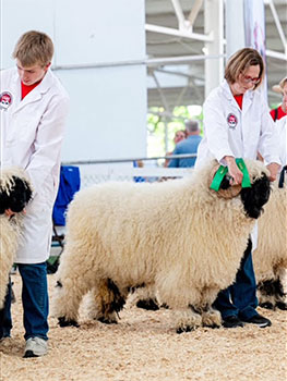 Valais Iowa Kevin